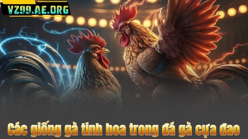 Đá Gà Cựa Đao – Bí Kíp Đặt Cược Thông Minh Từ A-Z 7 Các giống gà tinh hoa trong đá gà cựa đao